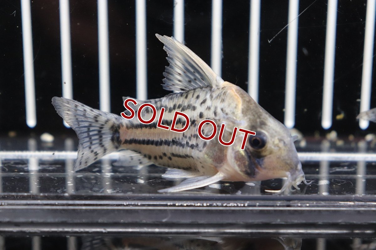 画像2: 【淡水魚】 激安 コリドラス スーパーシュワルツィ ワイルド【1匹】(6.5cm)（生体）　(コリドラス)（熱帯魚）NKCR (2)