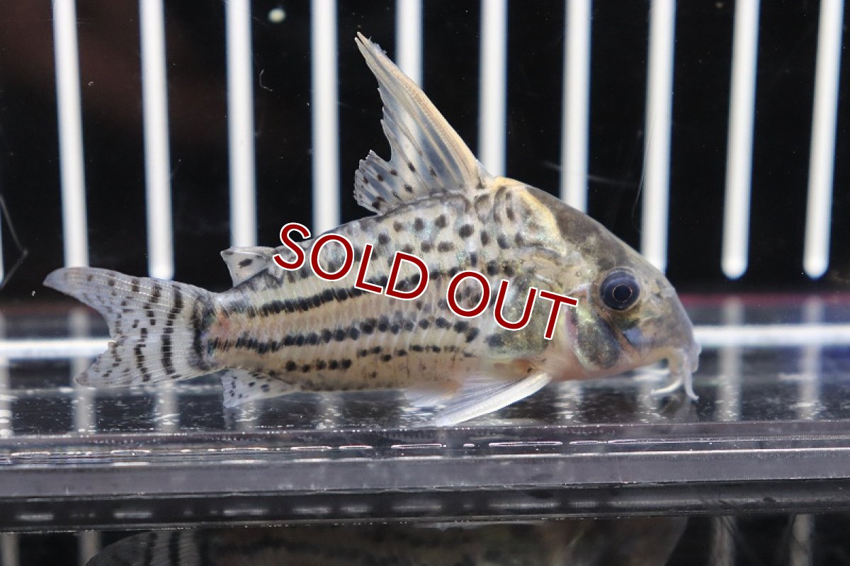 画像3: 【淡水魚】 激安 コリドラス スーパーシュワルツィ ワイルド【1匹】(6.5cm)（生体）　(コリドラス)（熱帯魚）NKCR (3)