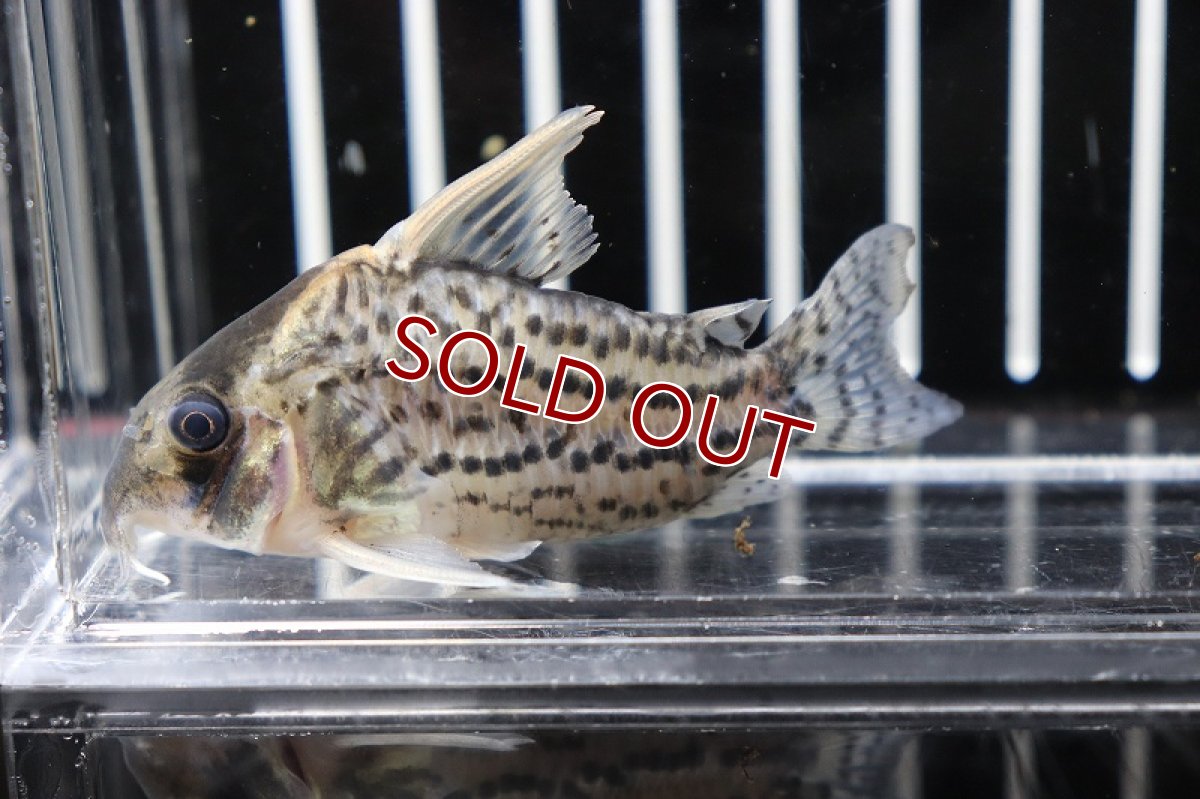 画像4: 【淡水魚】 激安 コリドラス スーパーシュワルツィ ワイルド【1匹】(6.5cm)（生体）　(コリドラス)（熱帯魚）NKCR (4)