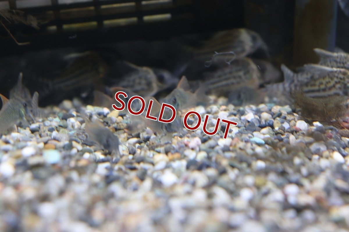 画像2: 【淡水魚】【通販】コリドラス コンコロール ワイルド【1匹 サンプル画像】（生体）　(コリドラス)（熱帯魚）NKCR (2)