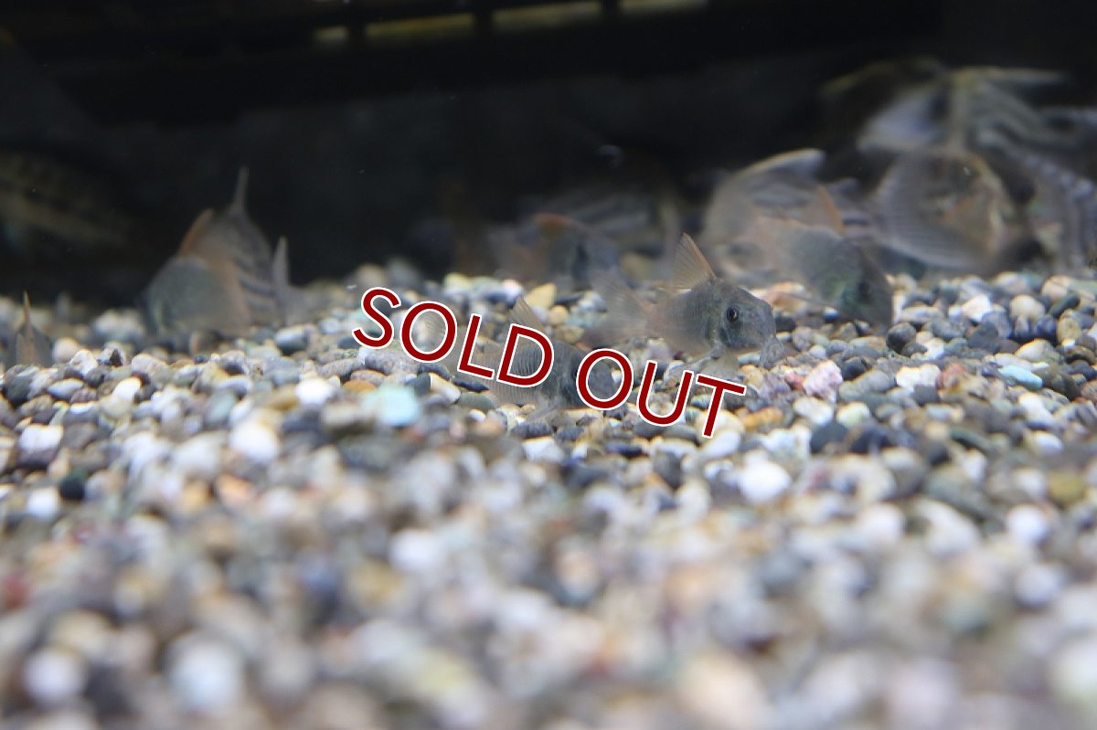 画像3: 【淡水魚】【通販】コリドラス コンコロール ワイルド【1匹 サンプル画像】（生体）　(コリドラス)（熱帯魚）NKCR (3)