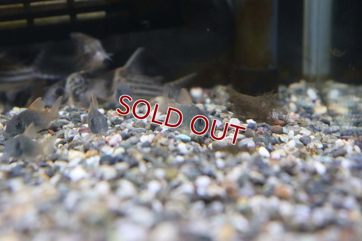 画像4: 【淡水魚】【通販】コリドラス コンコロール ワイルド【1匹 サンプル画像】（生体）　(コリドラス)（熱帯魚）NKCR (4)