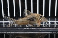 画像1: 【淡水魚】【通販】コリドラスspバットマン ワイルド【1匹】(7cm)（生体）　(コリドラス)（熱帯魚）NKCR (1)