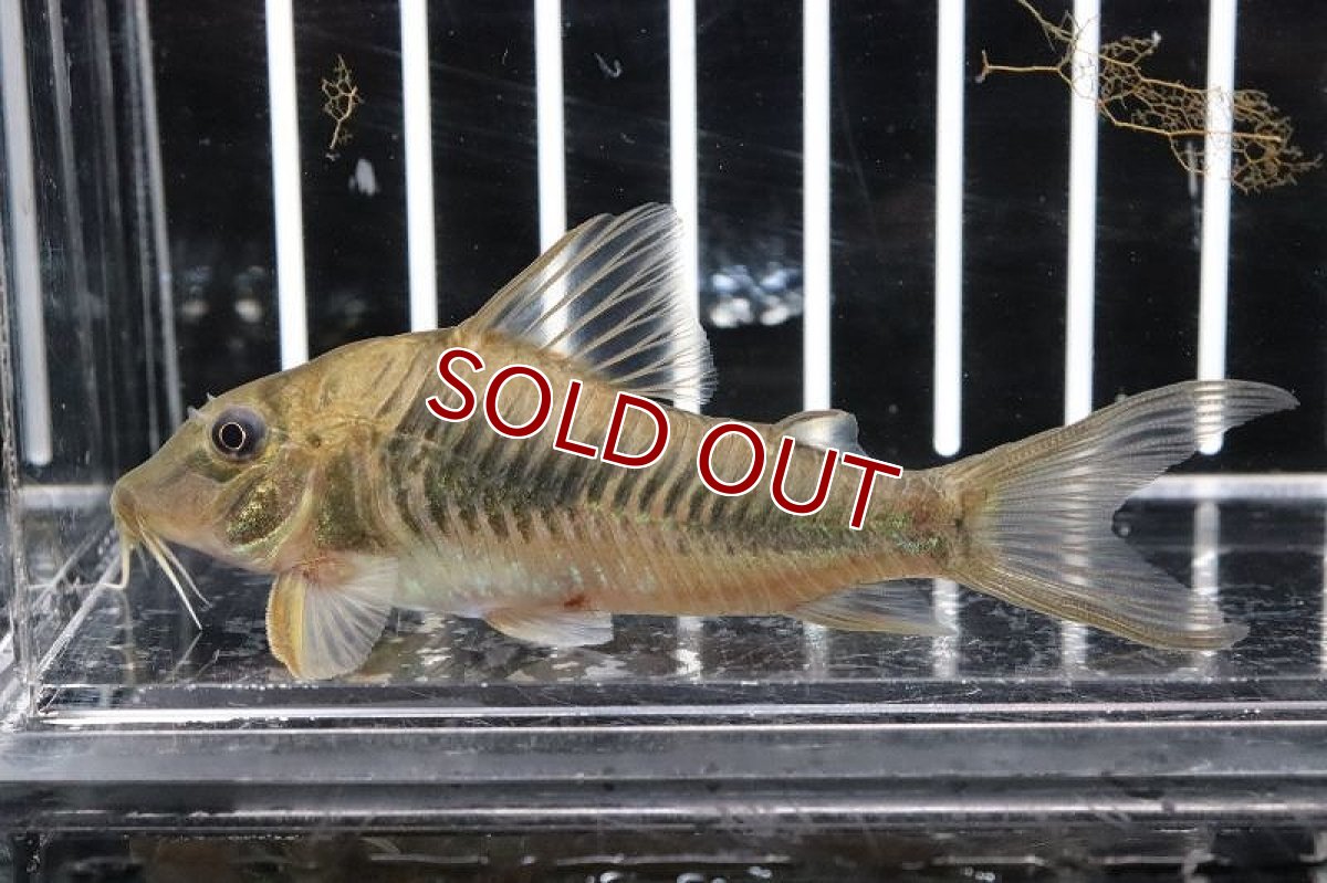 画像2: 【淡水魚】コリドラスspバットマン ワイルド【1匹】(7cm)（生体）　(コリドラス)（熱帯魚）NKCR (2)