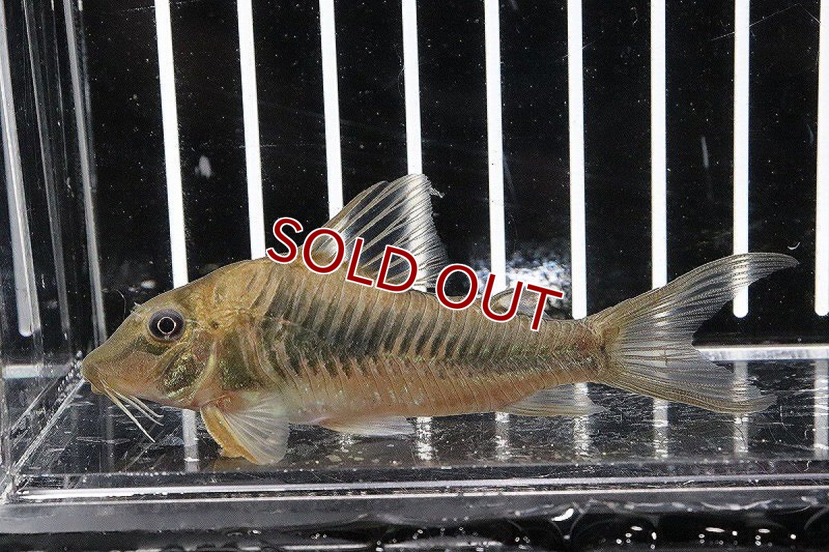 画像2: 【淡水魚】コリドラスspバットマン ワイルド【1匹】(±6-5cm)（生体）　(コリドラス)（熱帯魚）NKCR (2)