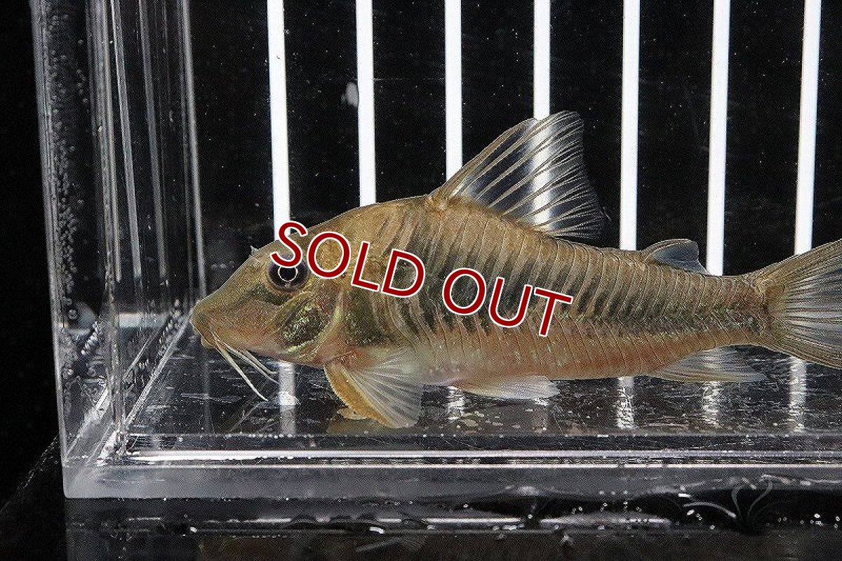 画像3: 【淡水魚】コリドラスspバットマン ワイルド【1匹】(±6-5cm)（生体）　(コリドラス)（熱帯魚）NKCR (3)