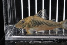 画像3: 【淡水魚】【通販】コリドラスspバットマン ワイルド【1匹】(±6-5cm)（生体）　(コリドラス)（熱帯魚）NKCR (3)