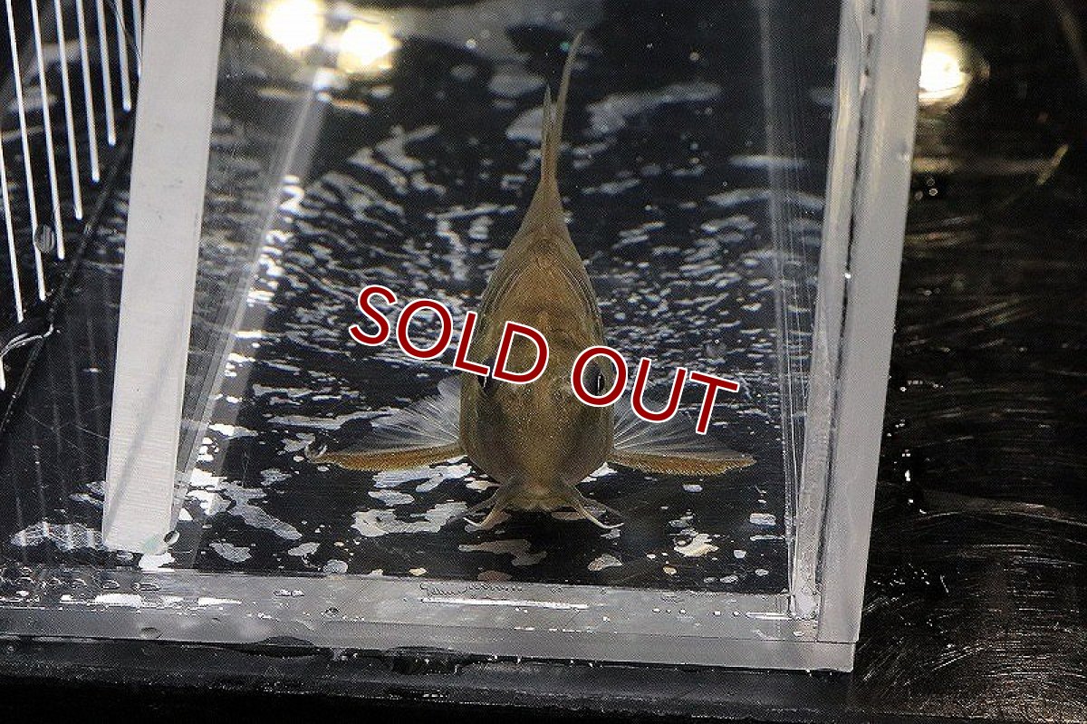 画像4: 【淡水魚】コリドラスspバットマン ワイルド【1匹】(±6-5cm)（生体）　(コリドラス)（熱帯魚）NKCR (4)