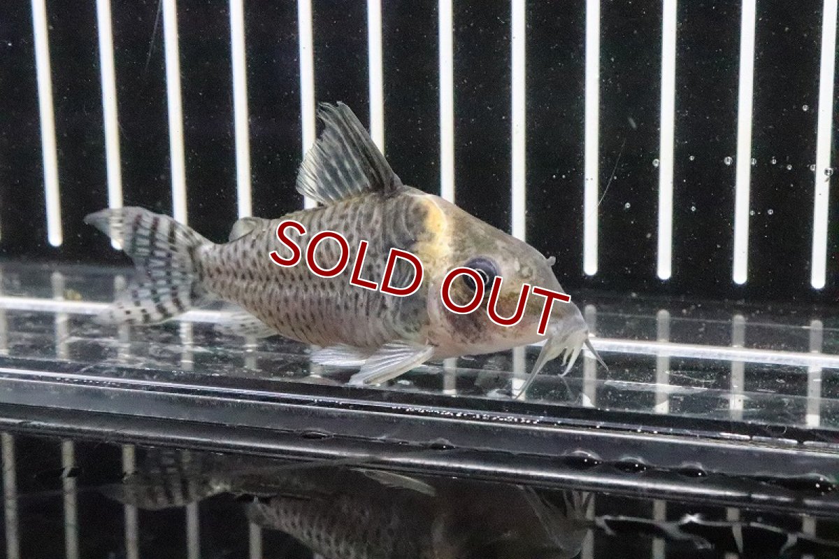 画像2: 【淡水魚】ブラジル便 コリドラスspロンドニア州 ワイルド【1匹】(±6-7cm)（生体）(コリドラス)（熱帯魚）NKCR (2)