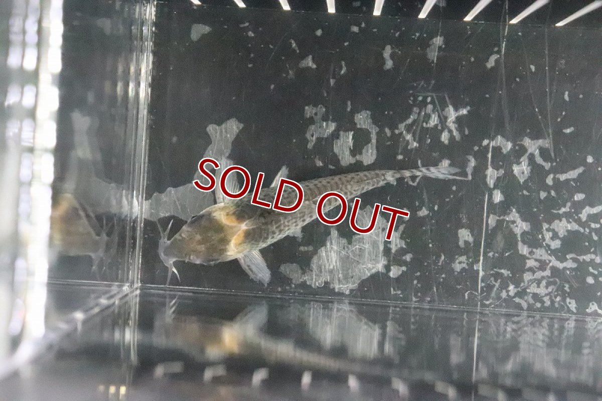 画像3: 【淡水魚】ブラジル便 コリドラスspロンドニア州 ワイルド【1匹】(±6-7cm)（生体）(コリドラス)（熱帯魚）NKCR (3)