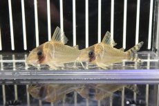 画像1: 【淡水魚】【通販】コリドラス アルア リオアルア産 ワイルド【1匹】(±5-6cm)（生体）(コリドラス)（熱帯魚）NKCR (1)