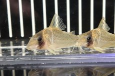 画像2: 【淡水魚】【通販】コリドラス アルア リオアルア産 ワイルド【1匹】(±5-6cm)（生体）(コリドラス)（熱帯魚）NKCR (2)