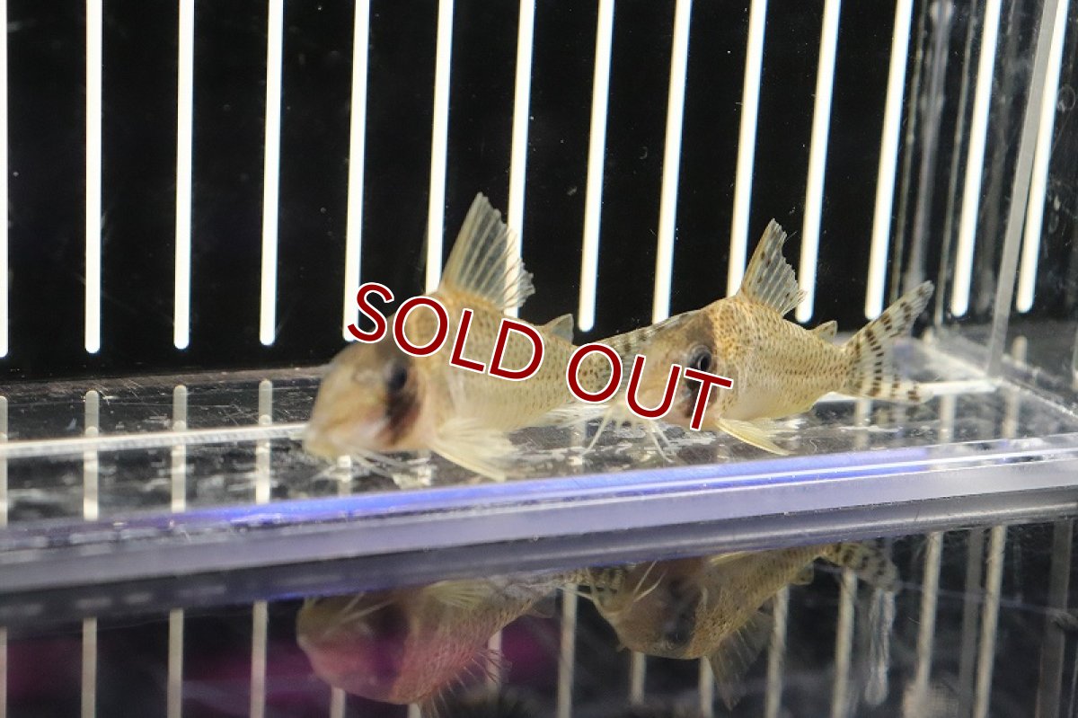 画像3: 【淡水魚】コリドラス アルア リオアルア産 ワイルド【1匹】(±5-6cm)（生体）(コリドラス)（熱帯魚）NKCR (3)