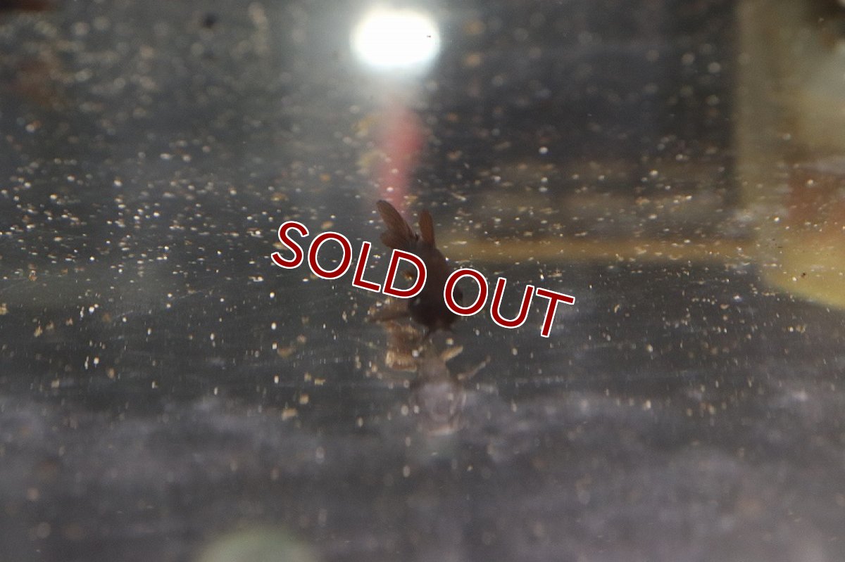 画像2: 【淡水魚】【通販】コリドラス ベネズエラブラック【1匹 サンプル画像】(±3cm)（生体）(コリドラス)（熱帯魚）NKCR (2)