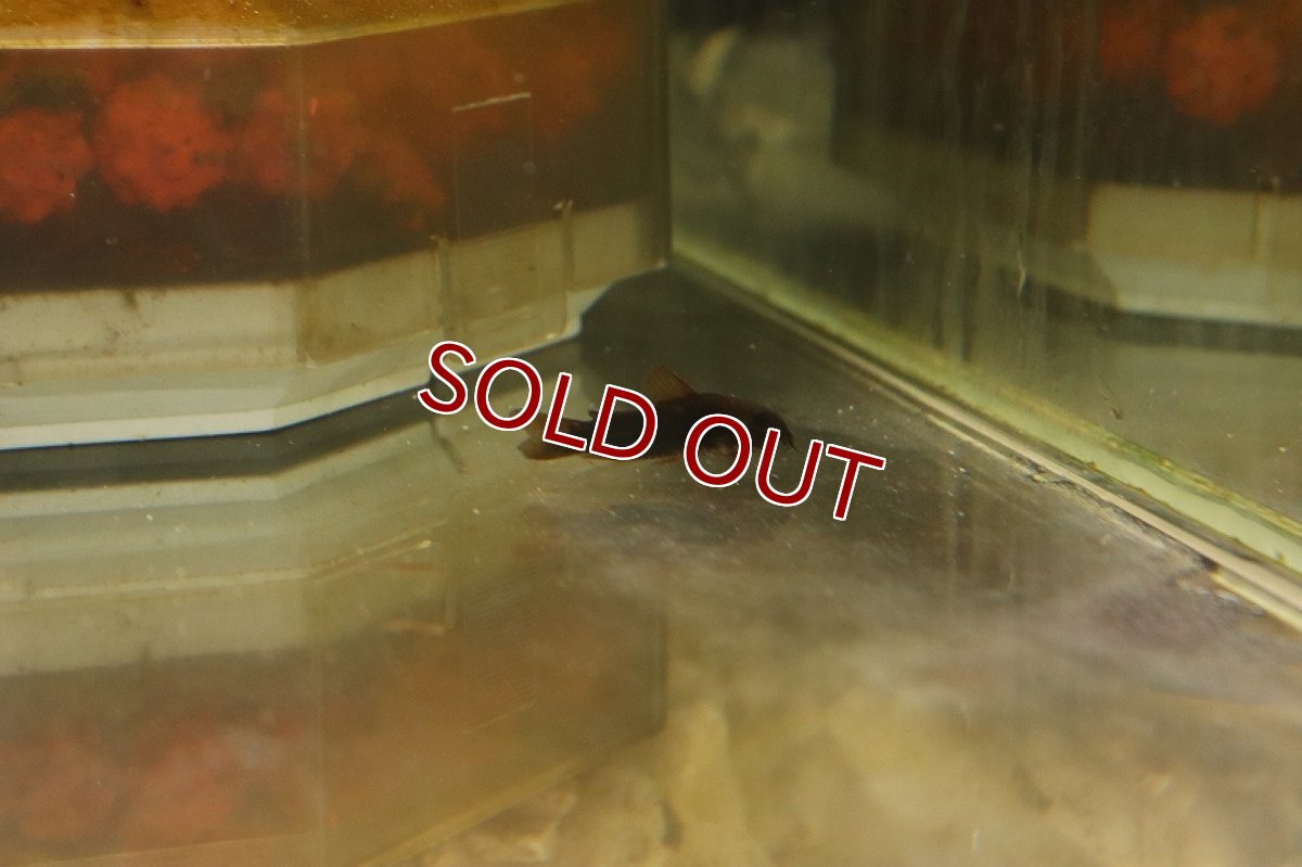 画像3: 【淡水魚】【通販】コリドラス ベネズエラブラック【1匹 サンプル画像】(±3cm)（生体）(コリドラス)（熱帯魚）NKCR (3)