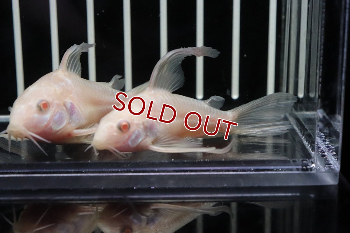 画像2: 【淡水魚】珍種 Lサイズ コリドラス アルビノ スーパーロングフィンパレアタス【1匹】(±4-5cm)（生体）(コリドラス)（熱帯魚）NKCR (2)