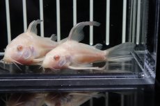 画像2: 【淡水魚】【通販】珍種 Lサイズ コリドラス アルビノ スーパーロングフィンパレアタス【1匹】(±4-5cm)（生体）(コリドラス)（熱帯魚）NKCR (2)