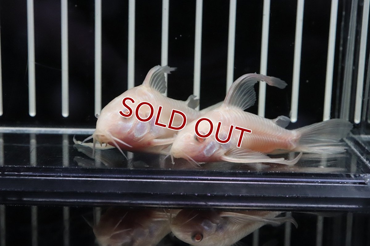 画像3: 【淡水魚】珍種 Lサイズ コリドラス アルビノ スーパーロングフィンパレアタス【1匹】(±4-5cm)（生体）(コリドラス)（熱帯魚）NKCR (3)