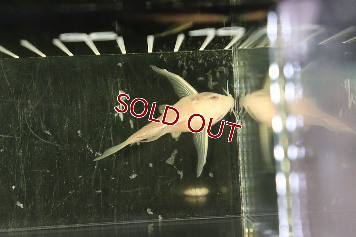 画像4: 【淡水魚】珍種 Lサイズ コリドラス アルビノ スーパーロングフィンパレアタス【1匹】(±4-5cm)（生体）(コリドラス)（熱帯魚）NKCR (4)