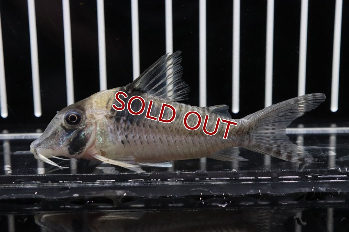 画像2: 【淡水魚】激レア コリドラス セルラータスsp var ロングノーズ ワイルド【1匹】(±7-8cm)(生体)(コリドラス)(熱帯魚)NKCR (2)