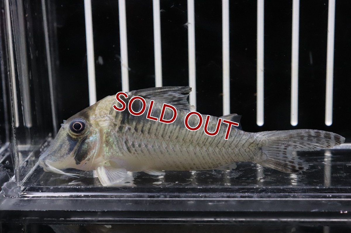 画像3: 【淡水魚】激レア コリドラス セルラータスsp var ロングノーズ ワイルド【1匹】(±7-8cm)(生体)(コリドラス)(熱帯魚)NKCR (3)