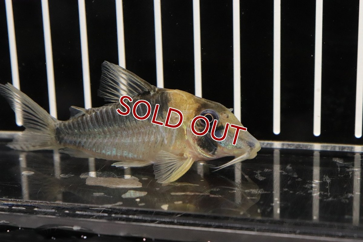 画像2: 【淡水魚】コリドラス セルラータスサンガブリエル産 ワイルド【1匹 サンプル画像】(±6-7cm)（生体）(コリドラス)（熱帯魚）NKCR (2)