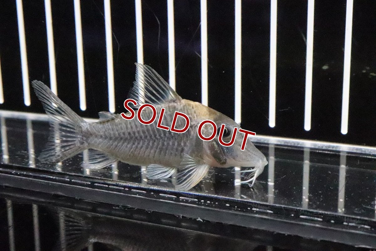 画像2: 【淡水魚】大特価 激レア コリドラス ロングノーズ ルイーザ ワイルド【1匹 サンプル画像】(±5cm)（生体）(コリドラス)（熱帯魚）NKCR (2)
