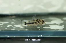 画像1: 【淡水魚】【通販】国産 コリドラス ボエセマニー【1匹】(±3cm)（生体）(コリドラス)（熱帯魚）NKCR (1)