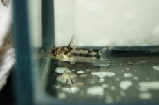 画像2: 【淡水魚】【通販】国産 コリドラス ボエセマニー【1匹】(±3cm)（生体）(コリドラス)（熱帯魚）NKCR (2)