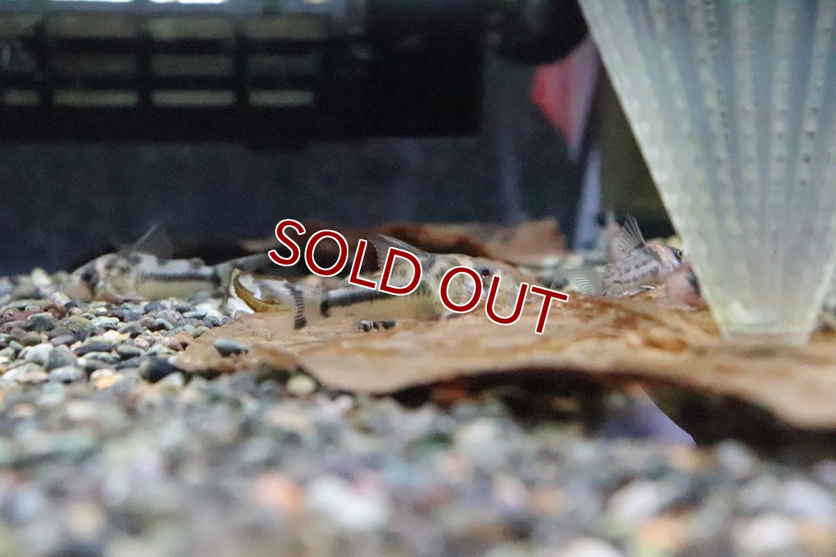 画像2: 【淡水魚】コリドラス ボエセマニー スリナムリバー産のF1個体【1匹】(±3.cm)（生体）(コリドラス)（熱帯魚）NKCR (2)