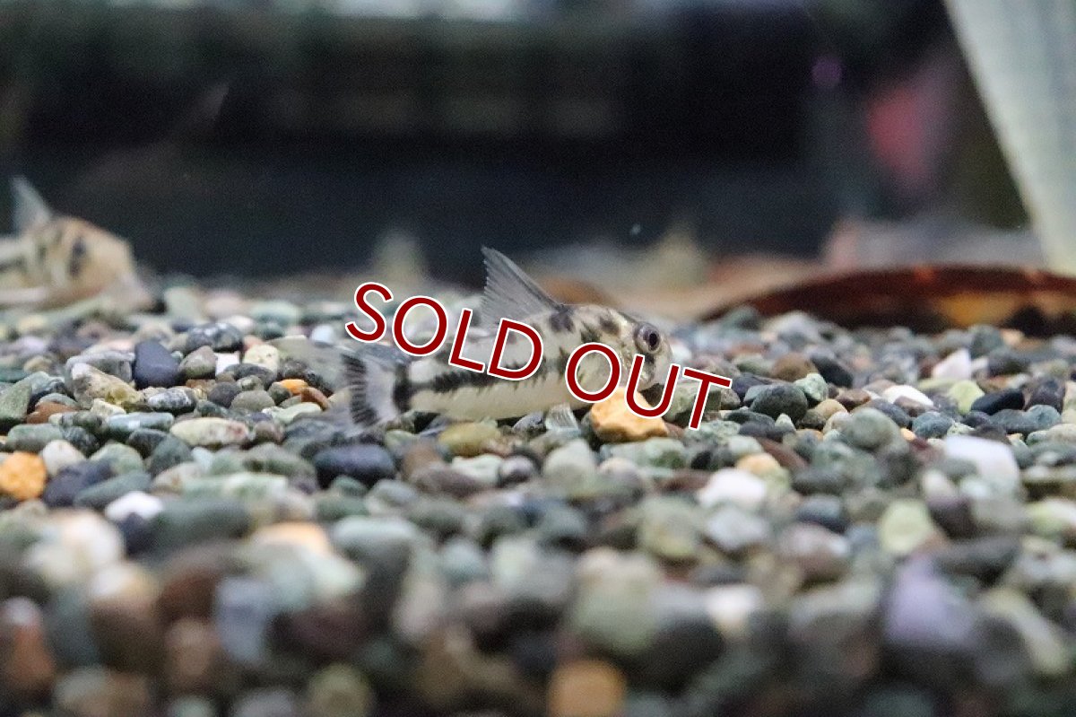 画像3: 【淡水魚】コリドラス ボエセマニー スリナムリバー産のF1個体【1匹】(±3.cm)（生体）(コリドラス)（熱帯魚）NKCR (3)