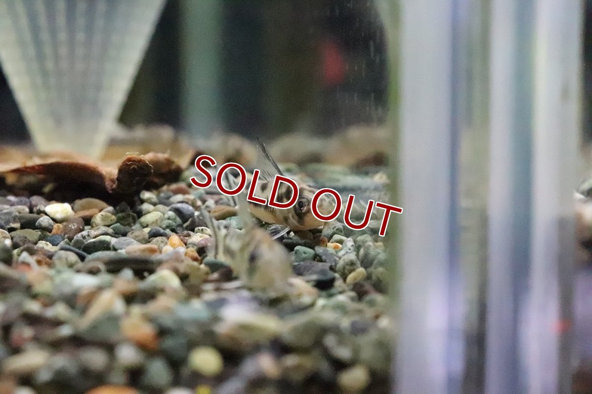 画像4: 【淡水魚】コリドラス ボエセマニー スリナムリバー産のF1個体【1匹】(±3.cm)（生体）(コリドラス)（熱帯魚）NKCR (4)