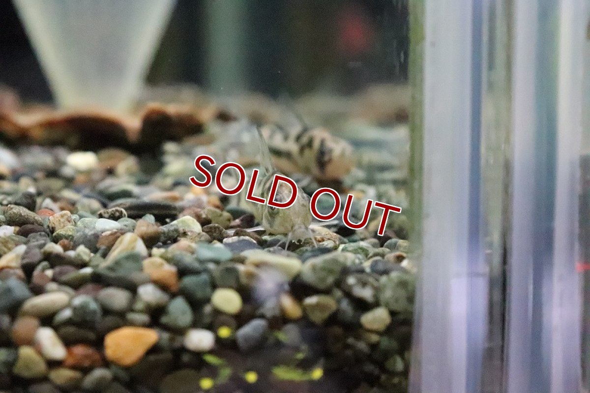 画像5: 【淡水魚】コリドラス ボエセマニー スリナムリバー産のF1個体【1匹】(±3.cm)（生体）(コリドラス)（熱帯魚）NKCR (5)