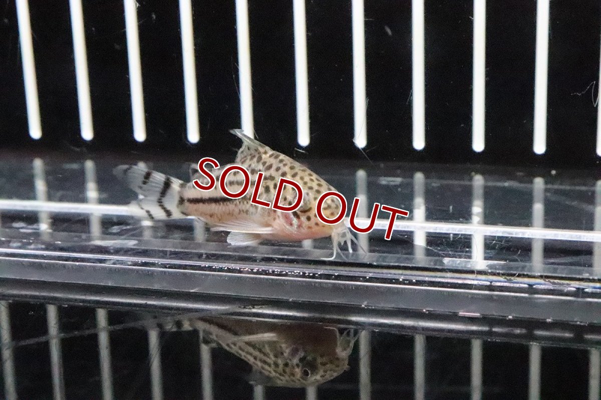 画像2: 【淡水魚】遂に入荷 コリドラス ダイジョウブダエ ワイルド【1匹 サンプル画像】(±4cm)（生体）(コリドラス)（熱帯魚）NKCR (2)