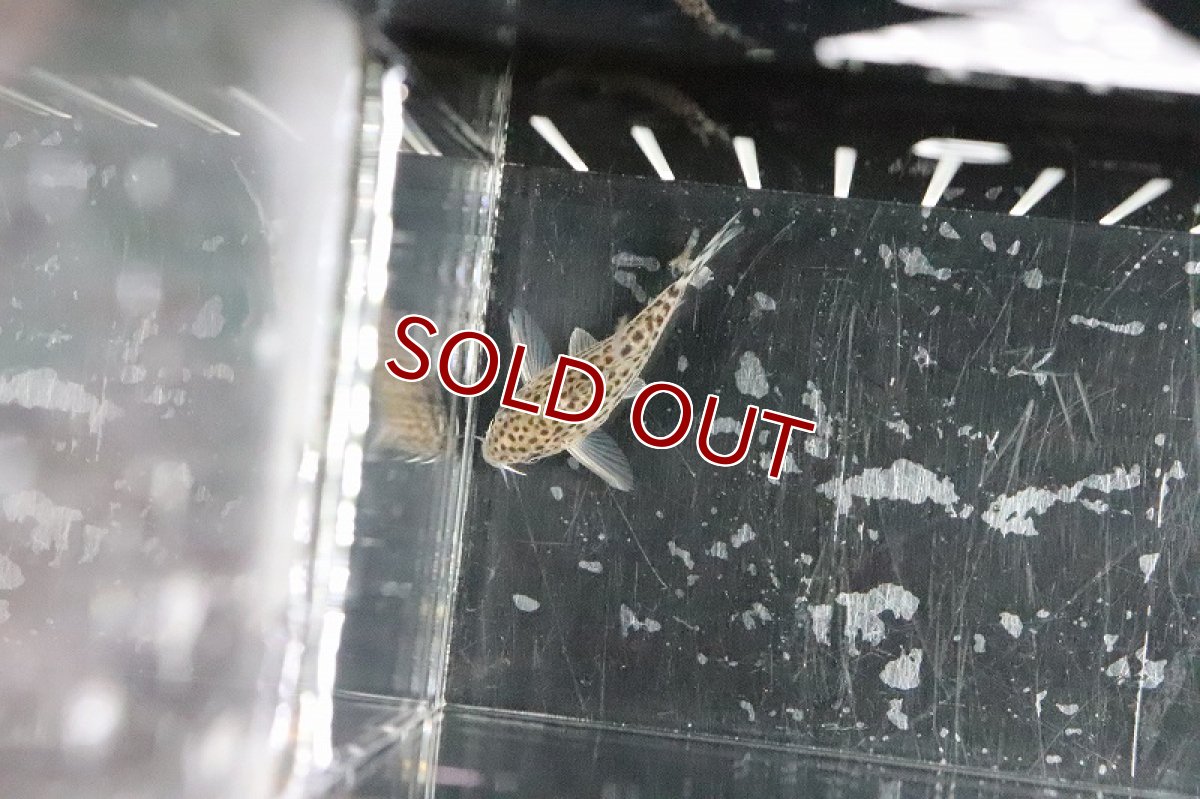 画像3: 【淡水魚】遂に入荷 コリドラス ダイジョウブダエ ワイルド【1匹 サンプル画像】(±4cm)（生体）(コリドラス)（熱帯魚）NKCR (3)