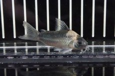 画像1: 【淡水魚】【通販】コリドラス ナイスニー サンガブリエル産 ワイルド【1匹 サンプル画像】(±3-4cm)（生体）(コリドラス)（熱帯魚）NKCR (1)
