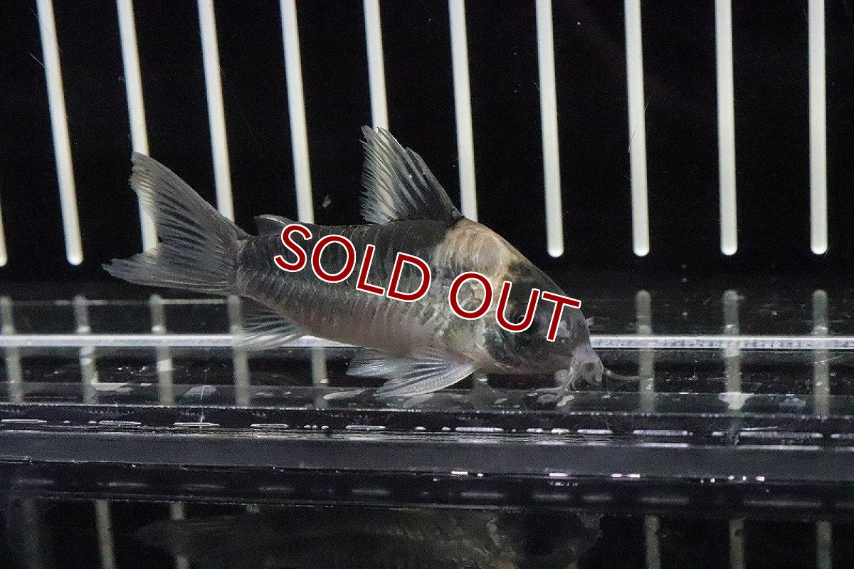 画像2: 【淡水魚】コリドラス ナイスニー サンガブリエル産 ワイルド【1匹 サンプル画像】(±3-4cm)（生体）(コリドラス)（熱帯魚）NKCR (2)