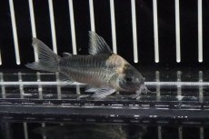 画像2: 【淡水魚】【通販】コリドラス ナイスニー サンガブリエル産 ワイルド【1匹 サンプル画像】(±3-4cm)（生体）(コリドラス)（熱帯魚）NKCR (2)