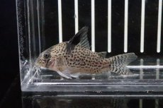 画像1: 【淡水魚】【通販】大特価 コリドラス トカンチーニョ イガラッペ ソロロ産 ワイルド【1匹 サンプル画像】(±5cm)(コリドラス)（熱帯魚）NKCR (1)