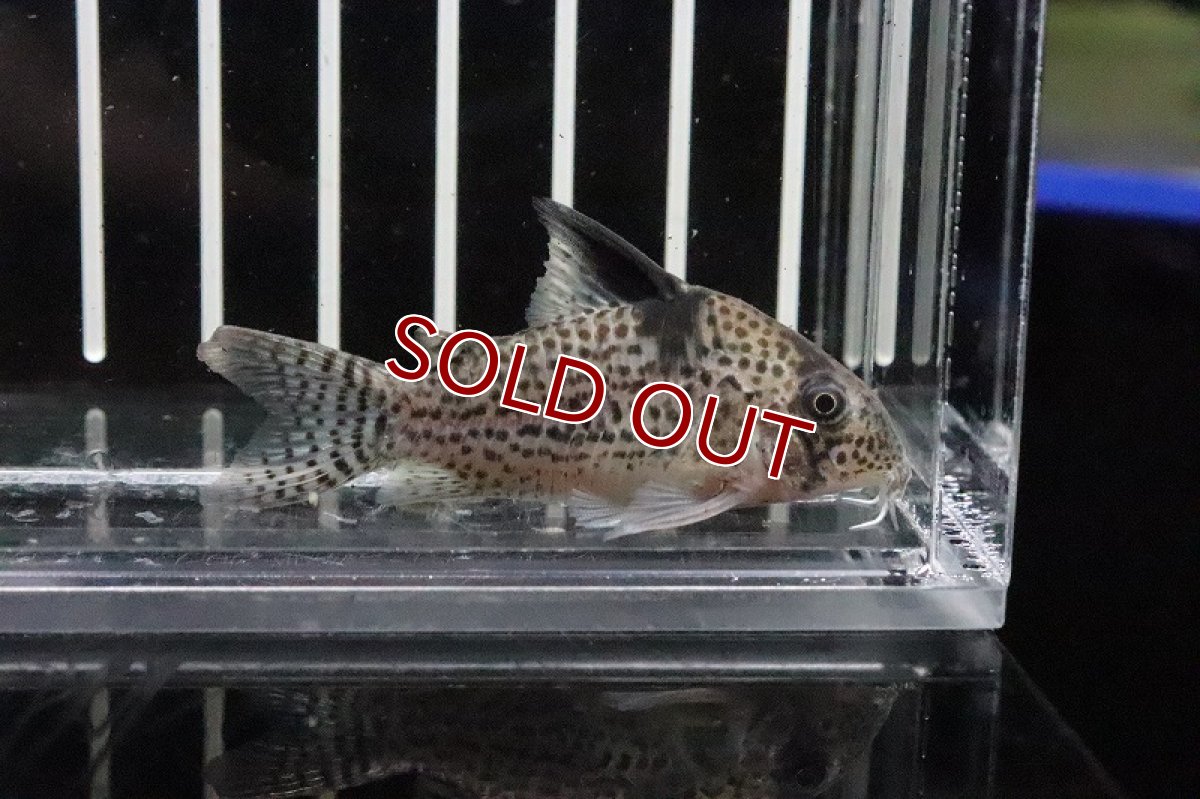 画像2: 【淡水魚】【通販】大特価 コリドラス トカンチーニョ イガラッペ ソロロ産 ワイルド【1匹 サンプル画像】(±5cm)(コリドラス)（熱帯魚）NKCR (2)