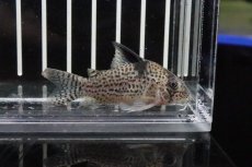 画像2: 【淡水魚】【通販】大特価 コリドラス トカンチーニョ イガラッペ ソロロ産 ワイルド【1匹 サンプル画像】(±5cm)(コリドラス)（熱帯魚）NKCR (2)