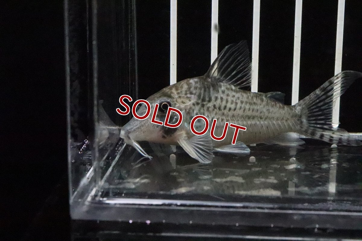 画像2: 【淡水魚】コリドラス ロングノーズ トカンチーニョ トカンチンス産 ワイルド【1匹】(±6-7cm)（生体）(コリドラス)（熱帯魚）NKCR (2)