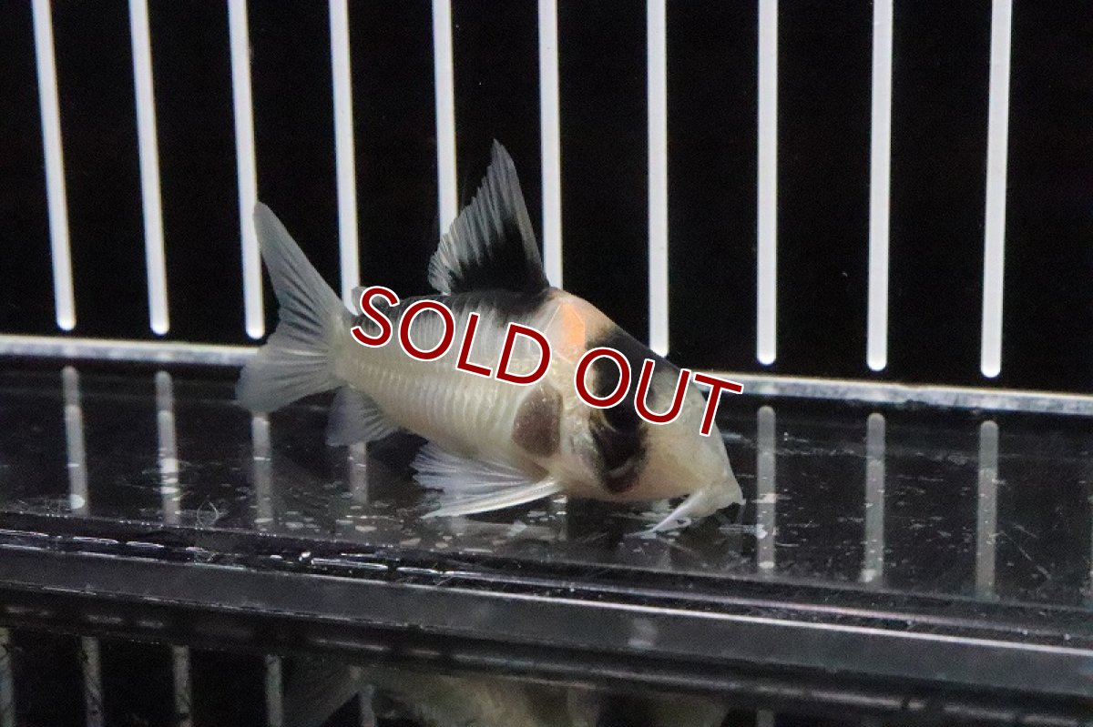 画像2: 【淡水魚】【通販】レア種 コリドラス ニューアドルフォイ ワイルド【1匹】(±4-5cm)（生体）(コリドラス)（熱帯魚）NKCR (2)