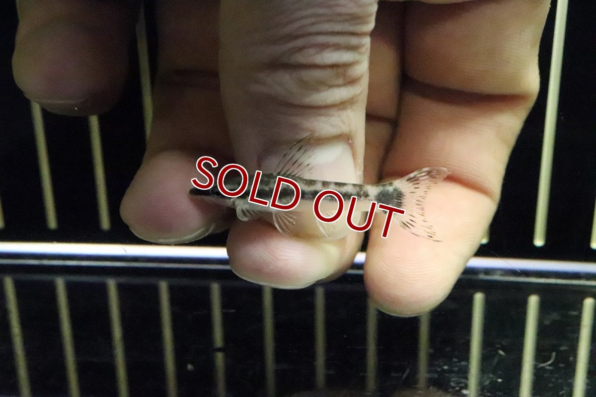 画像2: 【淡水魚】レア種 オトシンsp オトロンゴ ワイルド【1匹】（コケ取り生体）（生体）（淡水） (2)