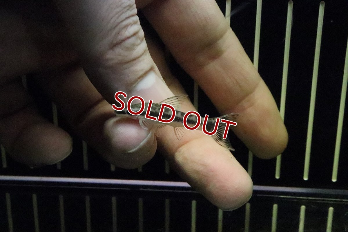 画像3: 【淡水魚】レア種 オトシンsp オトロンゴ ワイルド【1匹】（コケ取り生体）（生体）（淡水） (3)