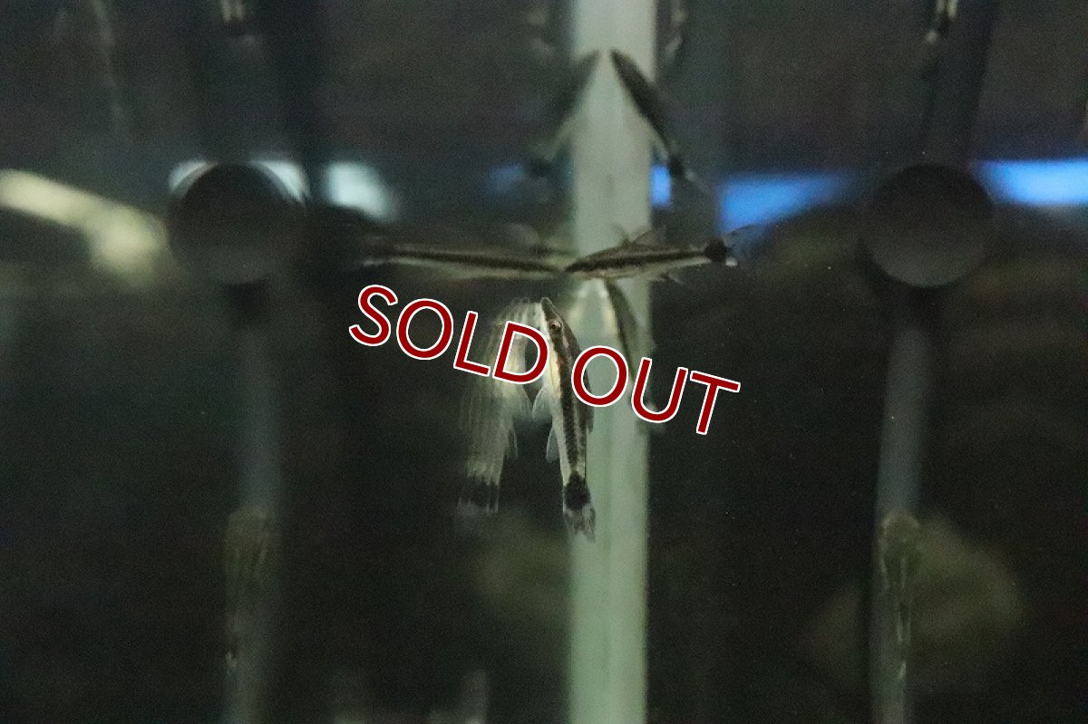 画像2: 【淡水魚】ブラジル便 オトシンクルス ガマ産 ワイルド【１匹】(ナマズ)(生体)(淡水)NK (2)