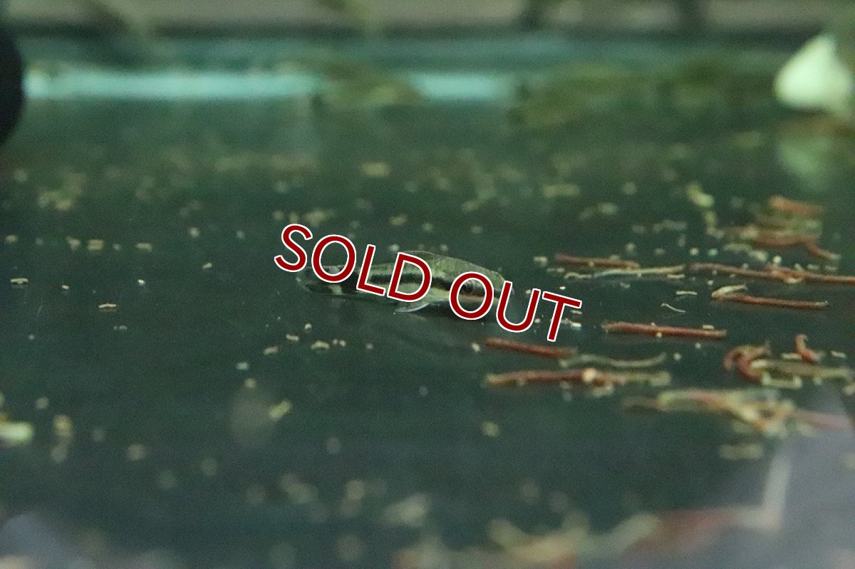 画像3: 【淡水魚】ブラジル便 オトシンクルス ガマ産 ワイルド【１匹】(ナマズ)(生体)(淡水)NK (3)