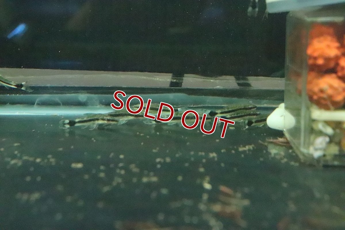 画像4: 【淡水魚】ブラジル便 オトシンクルス ガマ産 ワイルド【１匹】(ナマズ)(生体)(淡水)NK (4)