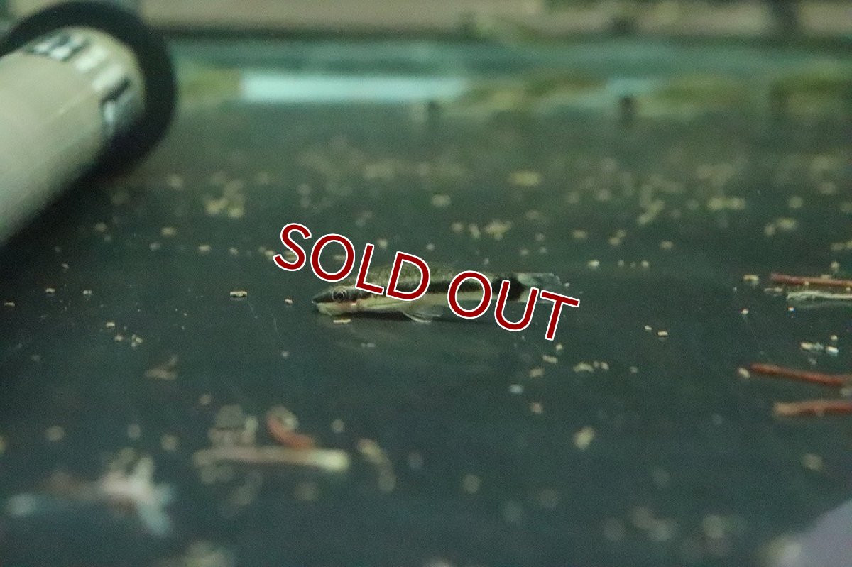 画像5: 【淡水魚】ブラジル便 オトシンクルス ガマ産 ワイルド【１匹】(ナマズ)(生体)(淡水)NK (5)