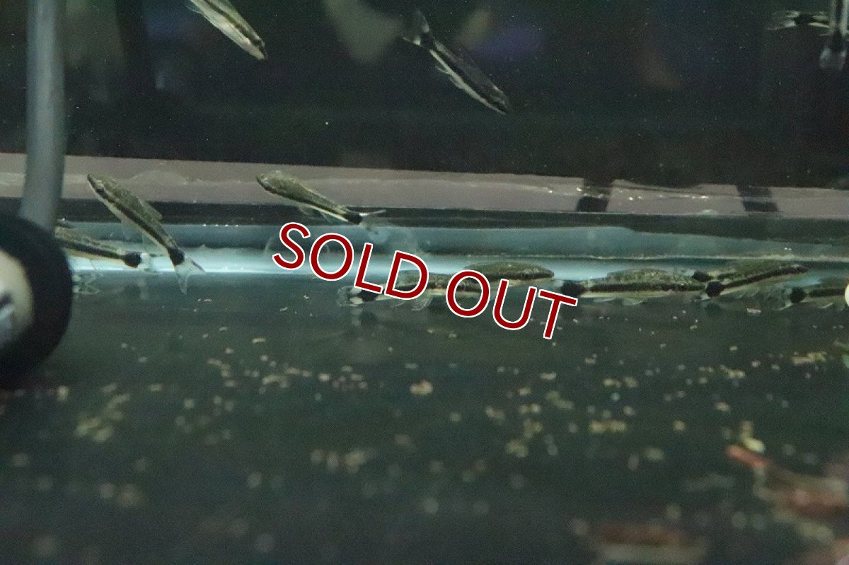 画像6: 【淡水魚】ブラジル便 オトシンクルス ガマ産 ワイルド【１匹】(ナマズ)(生体)(淡水)NK (6)